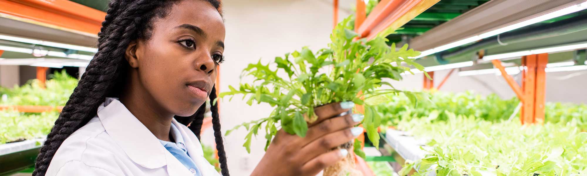 Young woman in lab inspecting lettuce leaves