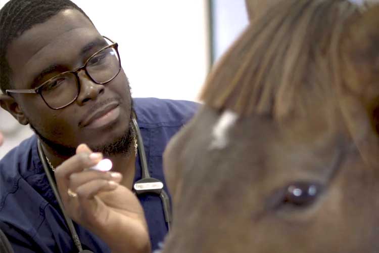 Young Student examining horse