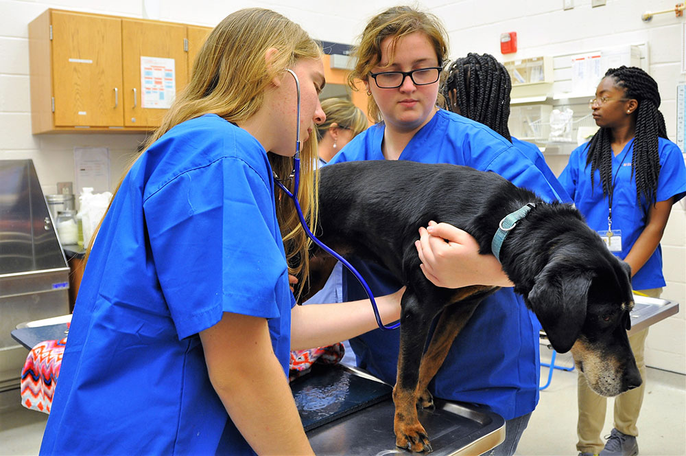 Students examining dog